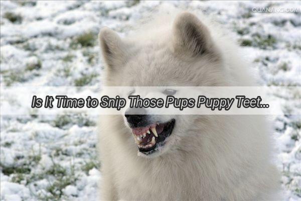 Is It Time to Snip Those Pups Puppy Teeth Discover the Truth About Puppy Dentistry